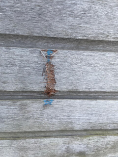 Houten staldeuren - Foto 7