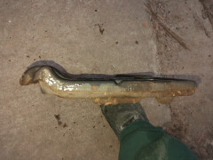 Lafarge dakpan - Tuile Postel - Zwart - Foto 3