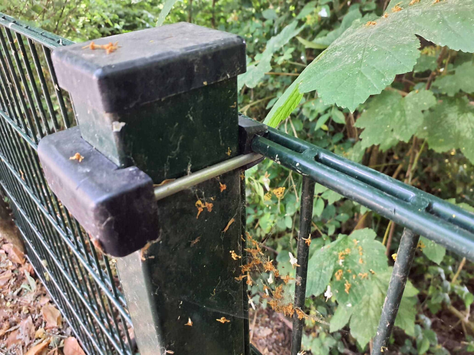 Hekwerk - beschikbaar december/januari! - Foto 4