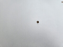 Geplastificeerd spaanplaat met structuur - Foto 4