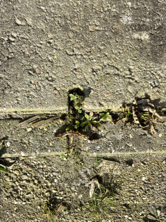 68x betonnen Agriplaten / Erfverhardingsplaten van 120x80 cm - Foto 4