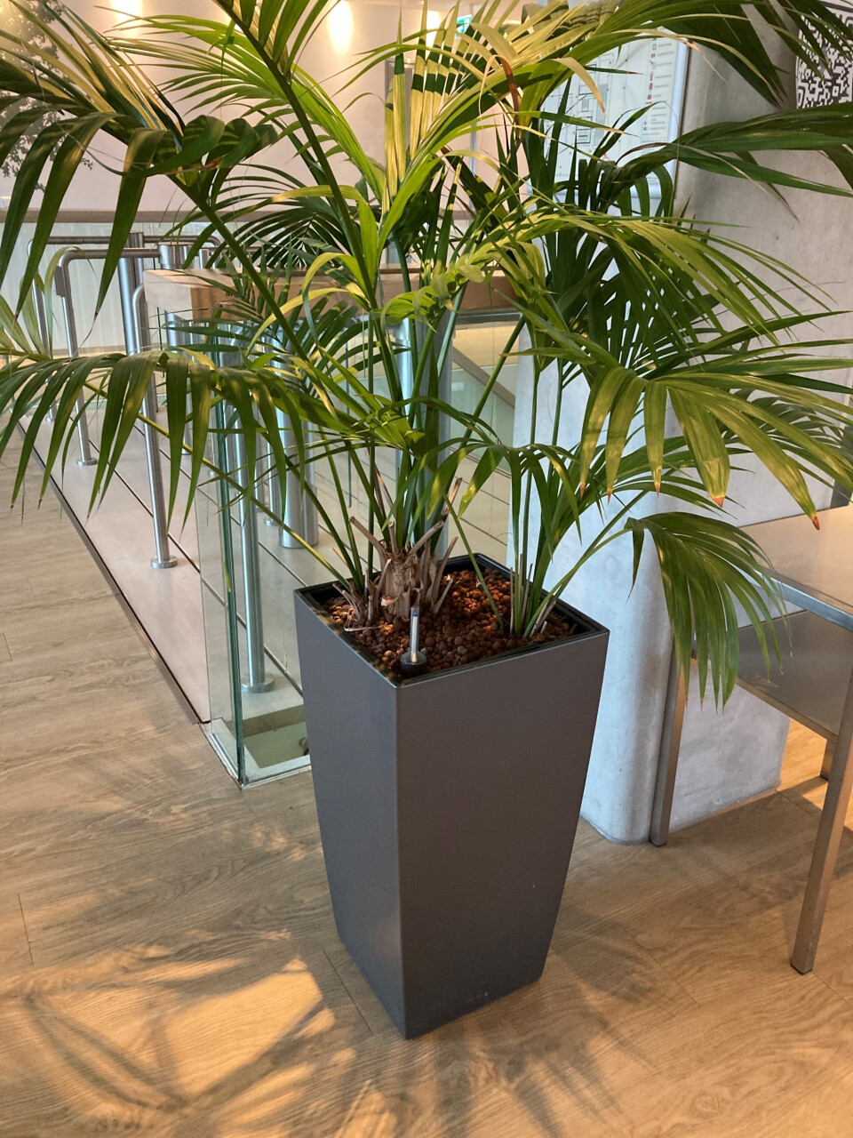 Plantenpot met Areca Palm