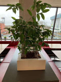 Plantenbak met Ficus - Foto 1