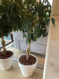 Ficus microcarpa in pot - Foto 1