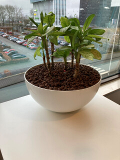 Peperomia obtusifolia in pot - Foto 1