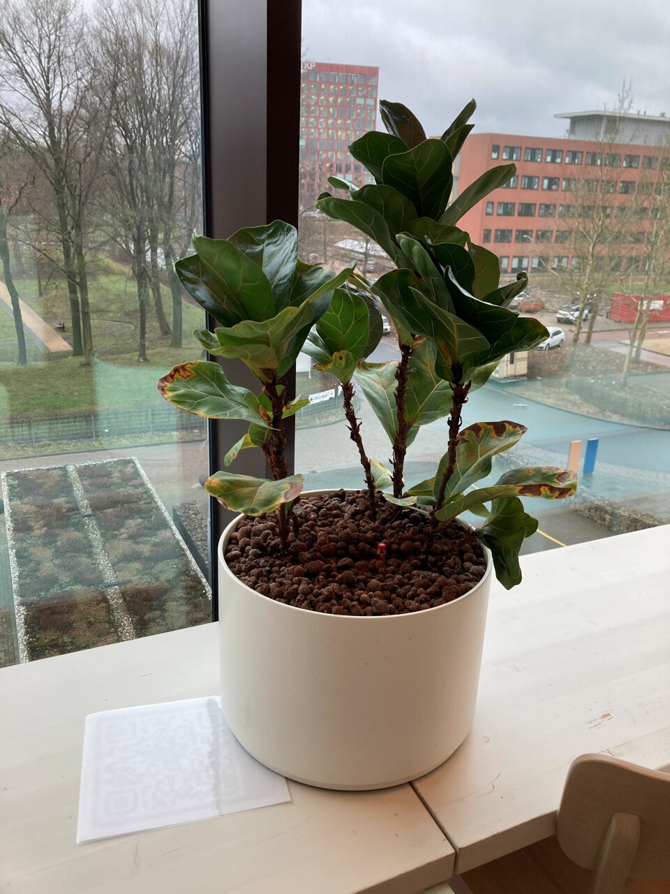 Syngonium Podophyllum in pot