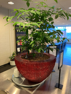 Ficus benjamina in pot - Foto 1