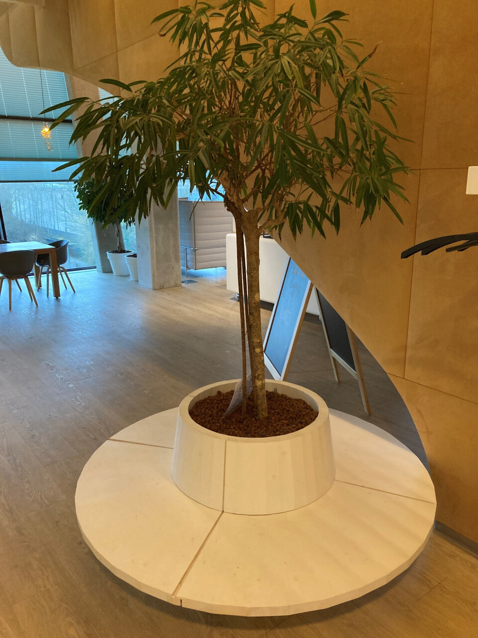 Ficus benjamina in bankpot