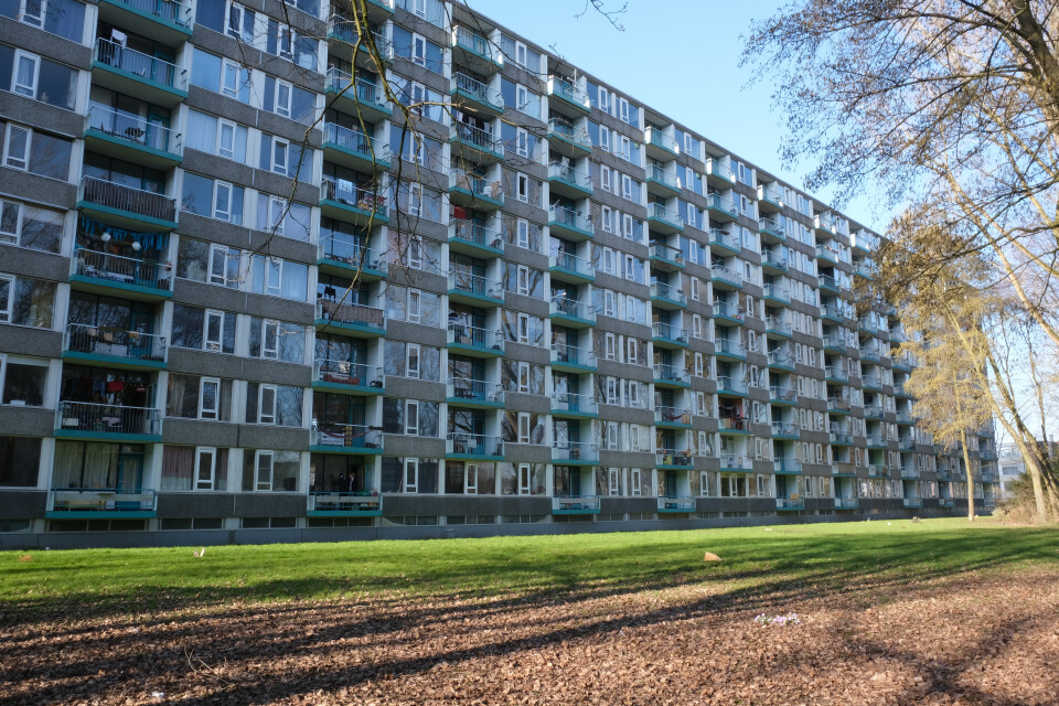 Ivoordreef
